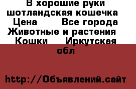 В хорошие руки шотландская кошечка › Цена ­ 7 - Все города Животные и растения » Кошки   . Иркутская обл.